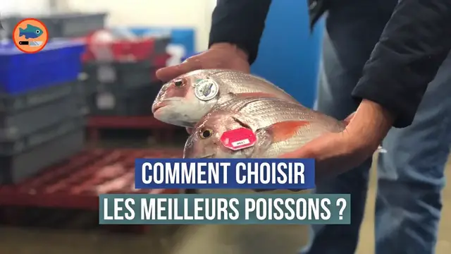 'Video thumbnail for Comment offrir des poissons d'exception à ses clients ? (interview des Viviers de Noirmoutier)'