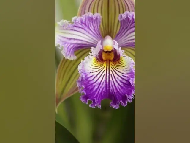'Video thumbnail for Breathtaking Orchid Images That Will Leave You Speechless 🌸 | Exotic Flower Showcase'
