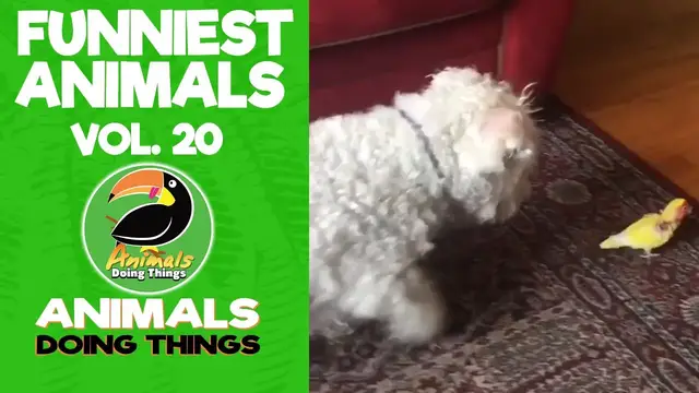 'Video thumbnail for Funny Animals Vol. 20 | Animals Doing Things'