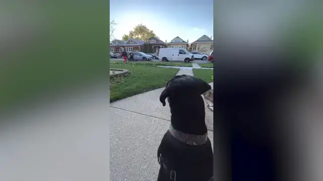 'Video thumbnail for DNA Test Reunites Foster Dog With Sibling | Happily TV'