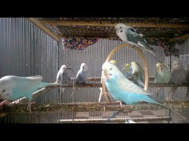 'Video thumbnail for Sittich Gesichtsausdrücke Besser als jede Emoji Kombi! 😳 #VogelMimik #Lachparadies'
