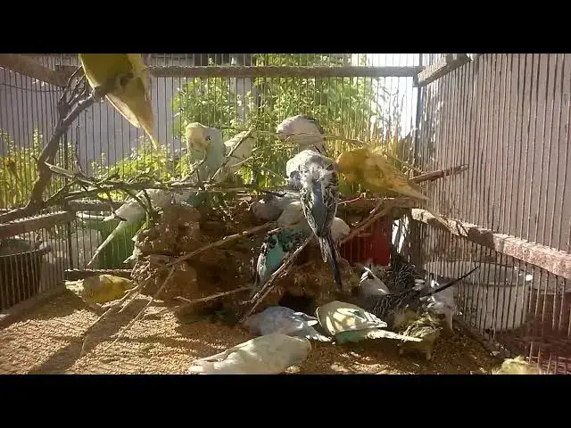 'Video thumbnail for Unlock Your Budgie's Happiness Simple Taming Techniques! 💚✨ #Shorts'