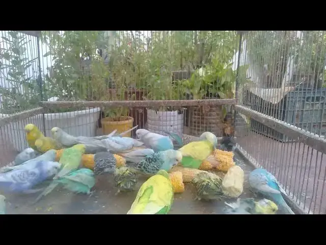 'Video thumbnail for Budgie Colors That Will Blow Your Mind 💥🦜#BrightBudgies #BirdLoversParadise #PetBirdWorld'