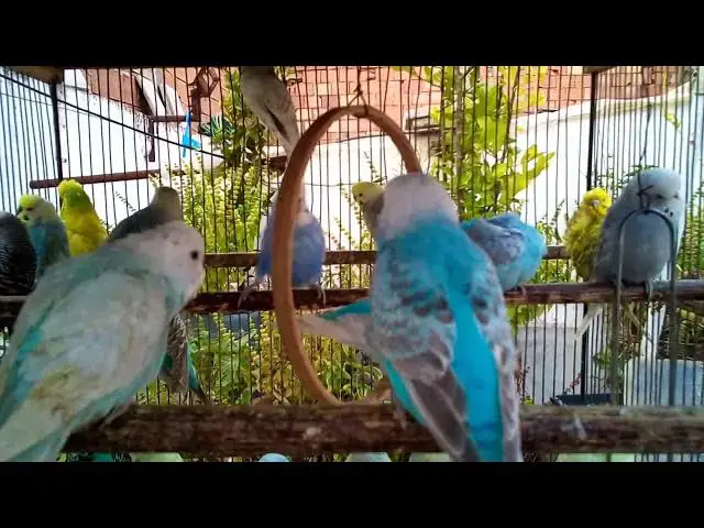 'Video thumbnail for 🎤 Budgies Singing a Duet!  Adorable Sound Moments 🐥🎵'