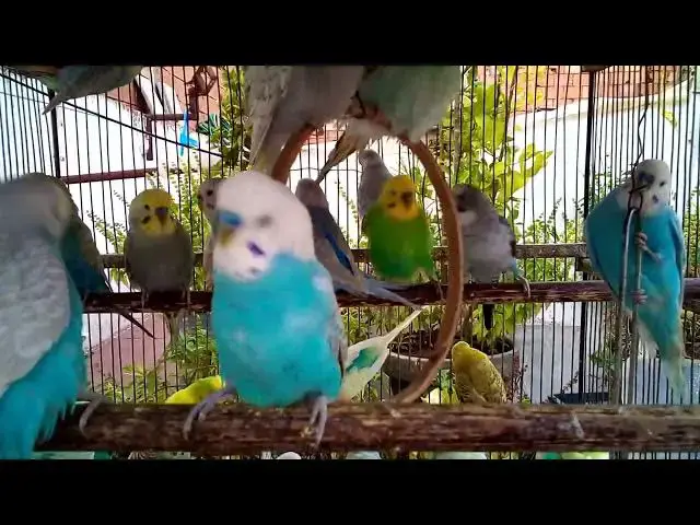 'Video thumbnail for 🐤 Budgie Morning Song  Wake Up With Nature’s Alarm ⏰🎶'