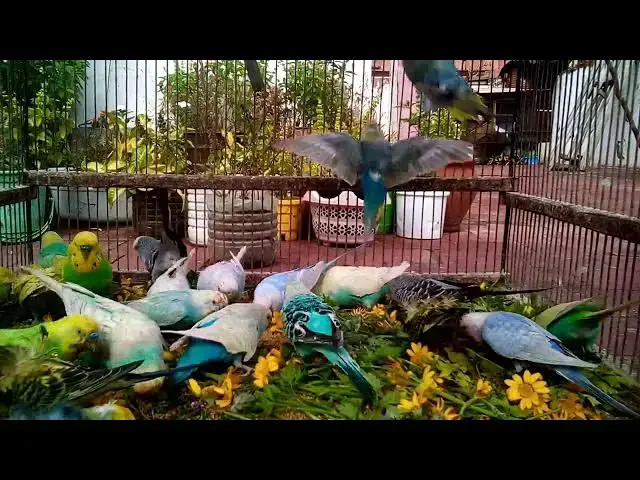 'Video thumbnail for The Adventures of My Happy Budgie Exploring the World! 🌈💚✨ #Love'