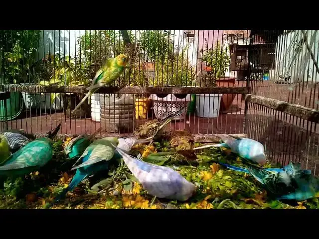 'Video thumbnail for A Day in the Life of My Happy Budgie Pure Joy! 🥳💛 #Parakeet #Shorts'