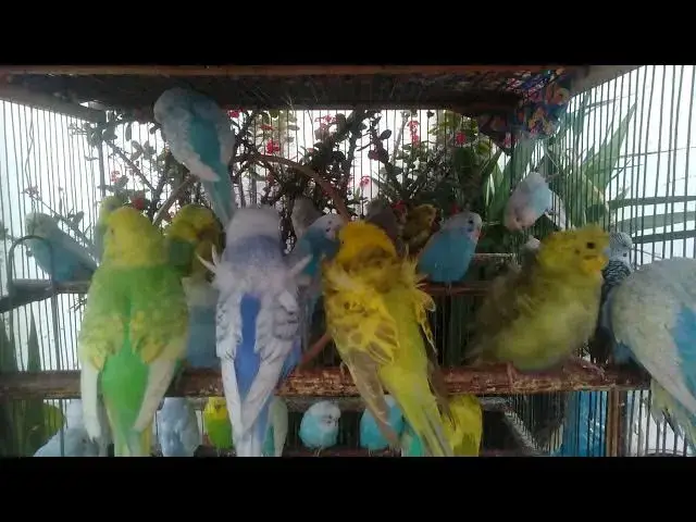 'Video thumbnail for 💡 Ultimate Budgie Chirping Playlist – Boost Your Mood With Bird Songs 🎶 #HappyVibes'
