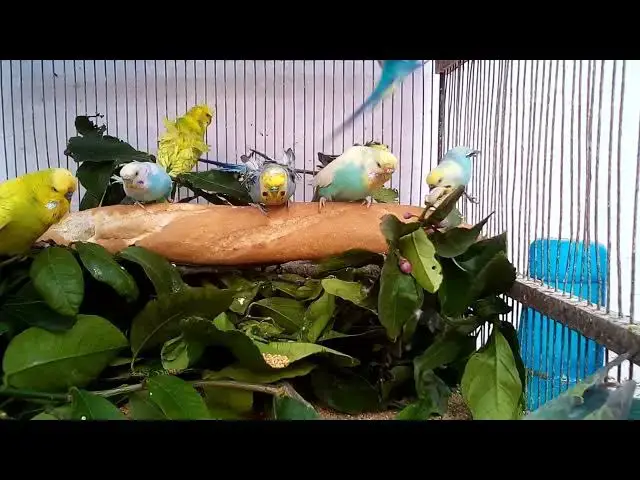 'Video thumbnail for How to Keep Budgies Safe from Household Hazards'