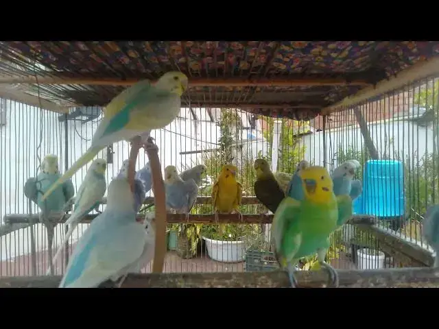 'Video thumbnail for 声を出さずに語りかけるインコの魔法✨🐥'