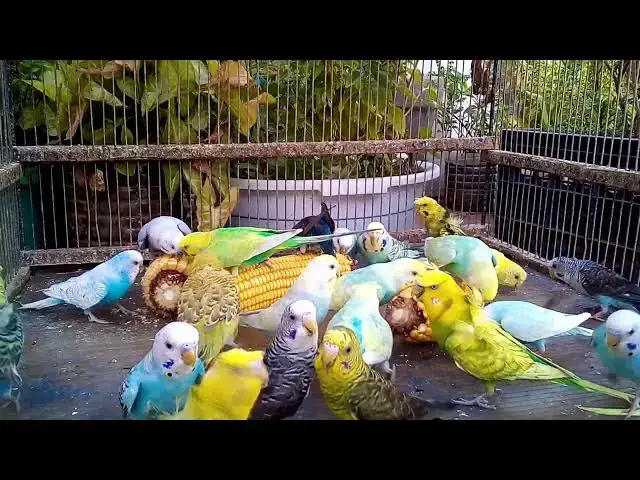 'Video thumbnail for セキショクヤインコの飼い方｜初めてでも安心！基本のケア方法'