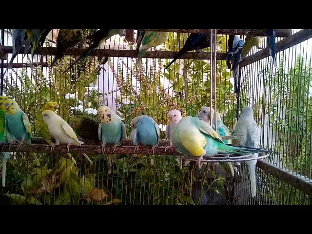 'Video thumbnail for セキセイインコのかわいすぎる鳴き声❤️｜ミュートでも楽しめる🎶'