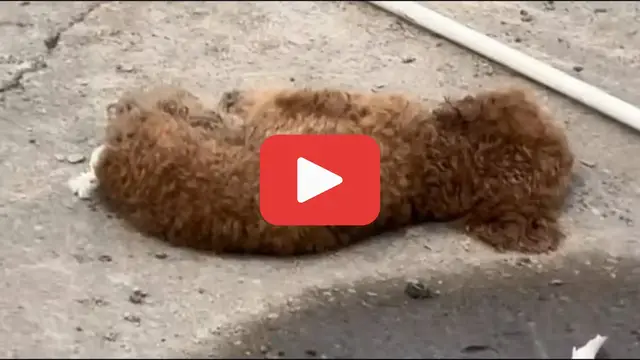 'Video thumbnail for Lying cold and still, he was nearly gone鈥攗ntil a hero refused to let him die.'