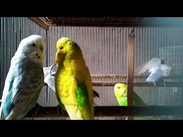 'Video thumbnail for A Nest Full of Warmth – Budgie Family Scene 🐥'