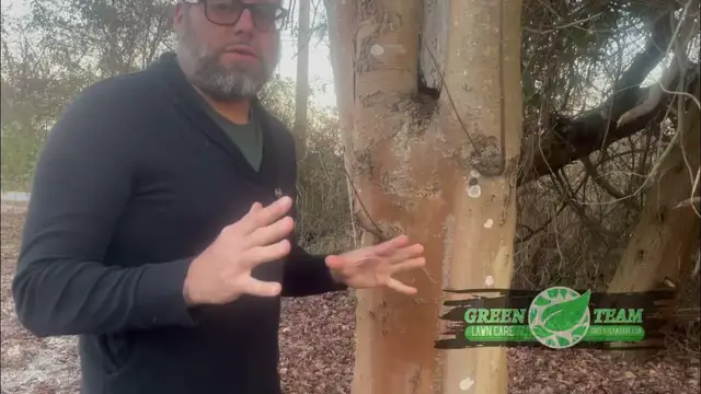 'Video thumbnail for What is Lichen on Trees? Is it Bad or Beneficial?'