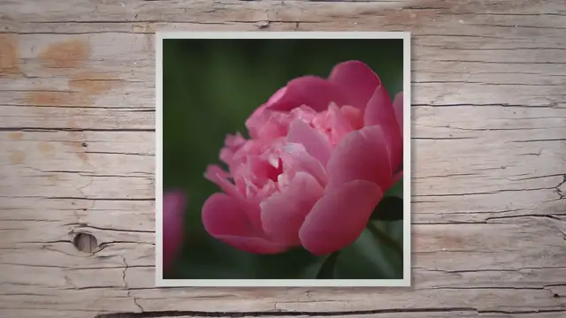 'Video thumbnail for Break O’Day Peony: A Floral Dawn in Your Garden'
