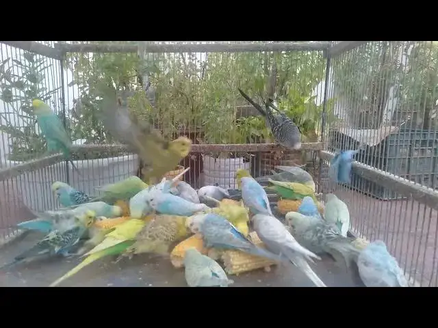 'Video thumbnail for 🔥 Trending Budgie Mutations That Everyone Wants!  Fancy Bird Breeds'