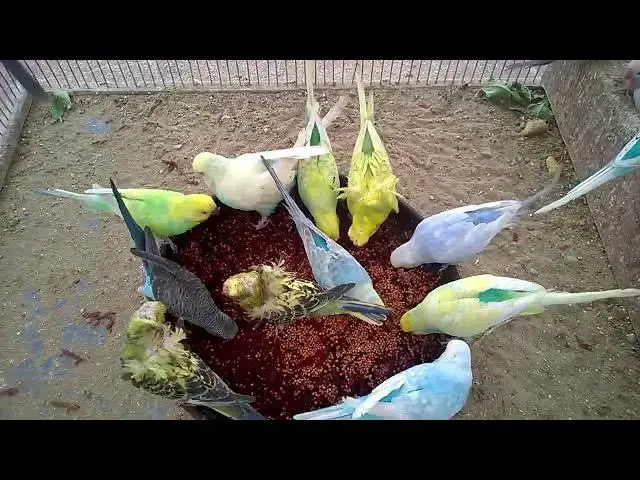 'Video thumbnail for Listen to These Adorable Budgie Sounds! 🐦✨ #FunnyVideo'