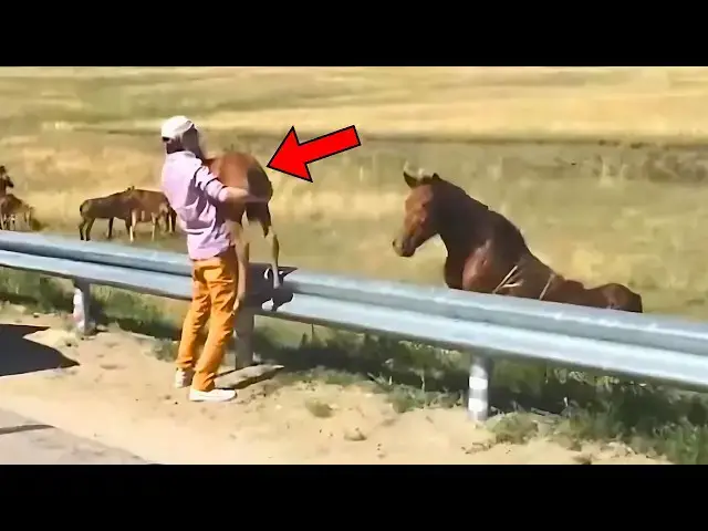 'Video thumbnail for Man Rescues Young Horse, But Never Saw Coming What Happened Next'