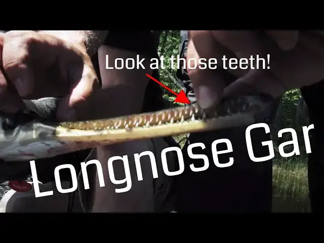 'Video thumbnail for Catching Longnose Gar on the Ottawa River | Fish'n Canada'