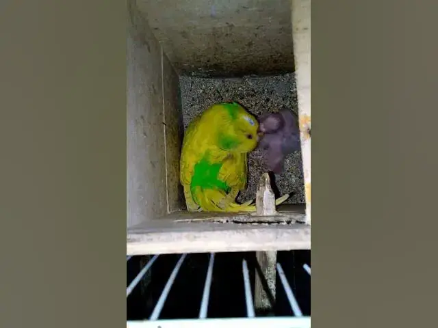 'Video thumbnail for TrumpAmazon bird usa is SO COOL#birds#parrot #birdslover #budgis #lovebirds #budgiegar #cute #health'