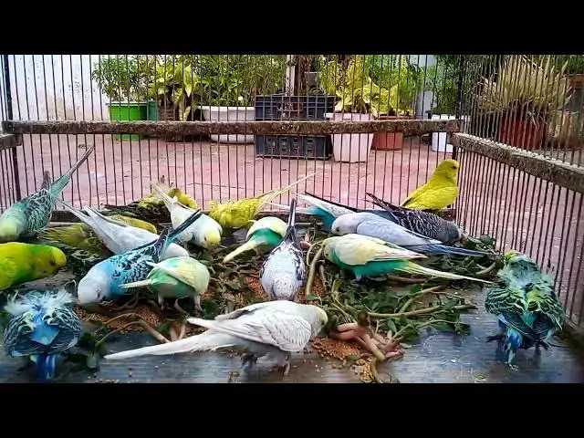 'Video thumbnail for パステルカラーのインコが奏でる自然の音🌿🐦'
