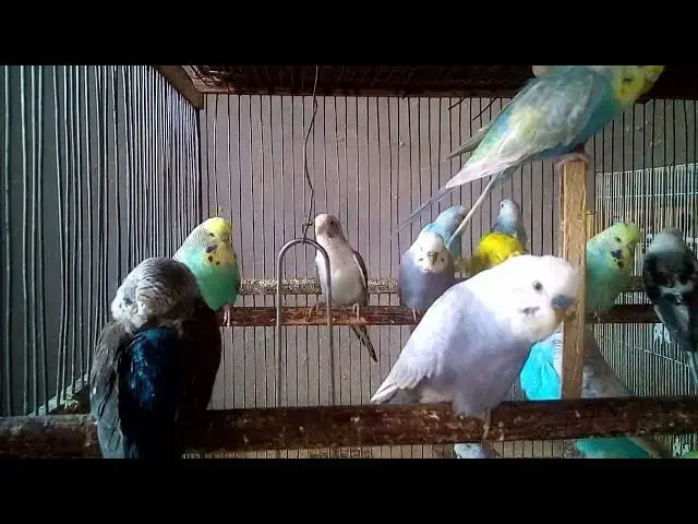 'Video thumbnail for Parrot Playground Tour – Inside a Bird Paradise! 🛝🐤 – No Voice 🐣'