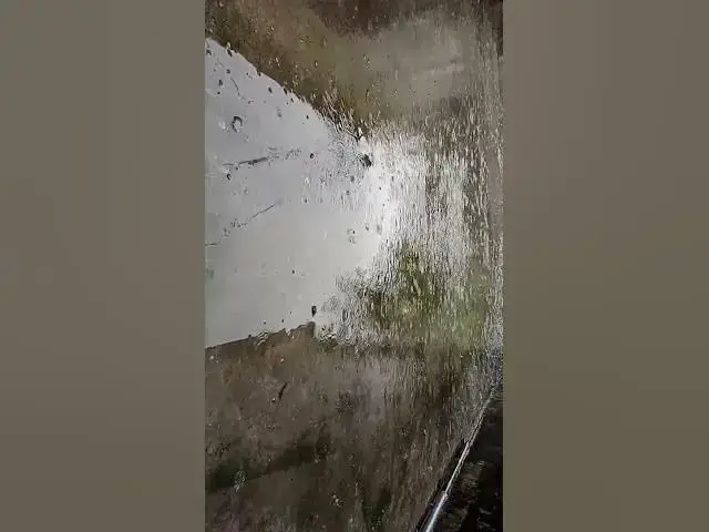 'Video thumbnail for Rain-Kissed Wilderness: Life Under a Wet Sky'