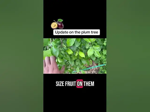 'Video thumbnail for 🍑 Plum Tree Update | How Our Tree is Growing & Fruiting This Season'
