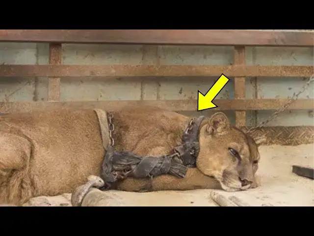 'Video thumbnail for Animal Activists Rescue Chained Puma, They Burst Into Tears When She Refuses To Move'