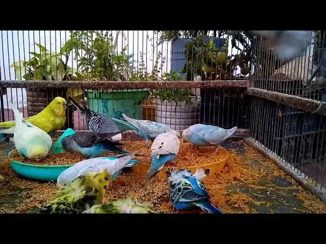 'Video thumbnail for Meet My Budgie A Day in the Life of a Parakeet! 🥰✨'