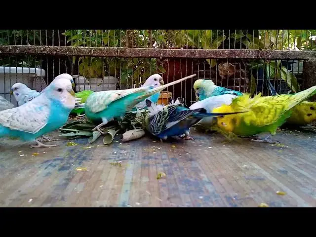 'Video thumbnail for 🐦🌸 10 Stunning Budgie Colors You Need in Your Aviary! 🌸💎'