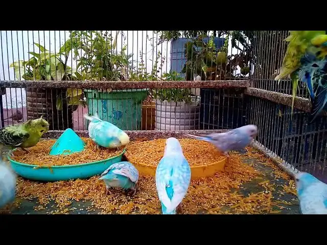 'Video thumbnail for Funny Budgie Moments You Won't Believe What They Do! 😂 #Shorts'