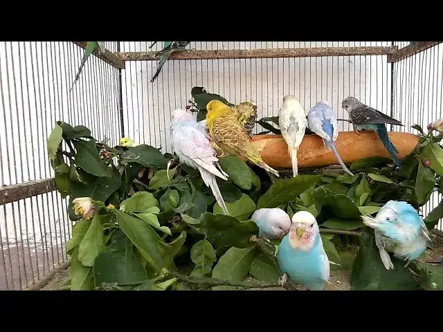 'Video thumbnail for Funniest Budgie Videos Compilation'