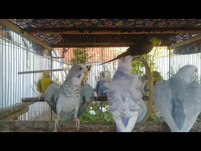 'Video thumbnail for セキセイインコの楽しいモーニングソング🌅🐤｜朝の癒し音'