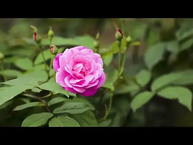 'Video thumbnail for Green Carpets: How to Plant Groundcovers for a Beautiful, Low-Maintenance Garden'