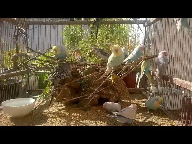 'Video thumbnail for From Wild to Tame Secrets for a Happy Budgie! 💚✨ #Shorts'