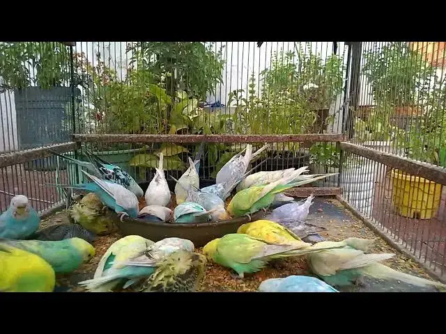 'Video thumbnail for Meet the Cutest Budgies Unveiling Stunning Mutations! 🥰💚✨'