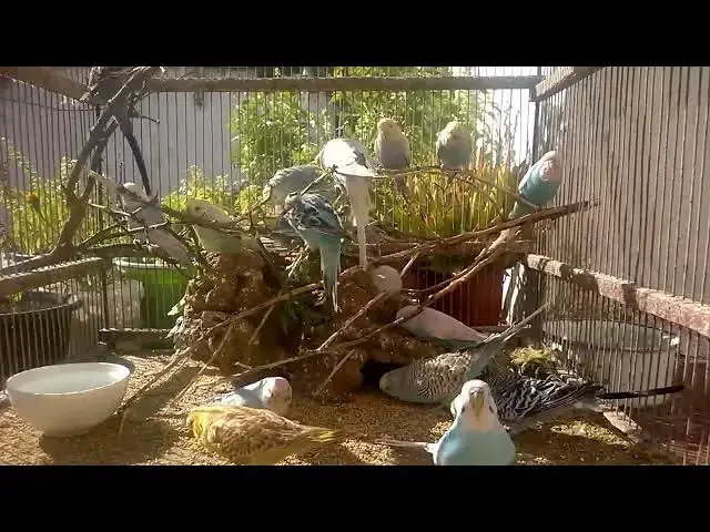 'Video thumbnail for Happy Budgie, Happy Life Easy Taming Tips! 💚✨ #Shorts'