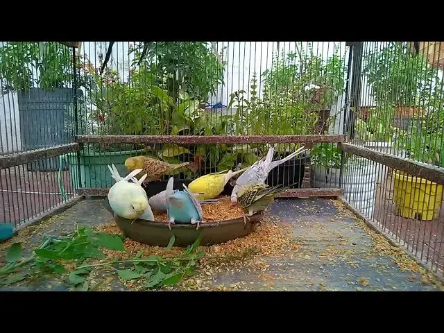 'Video thumbnail for The Cutest Budgie Moments You Can’t Miss! 💚💛✨ #BudgieLove'