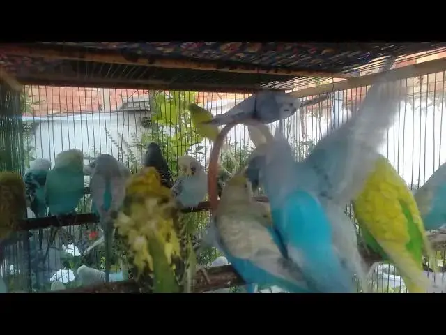 'Video thumbnail for Unveiling the Rarest Budgie Mutations 🌈🧐 What's Their Secret'