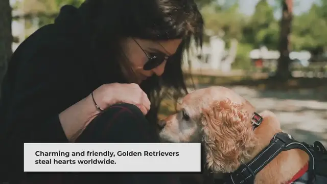 'Video thumbnail for Golden Retrievers as House Dogs: The Perfect Blend of Charm and Companionship'
