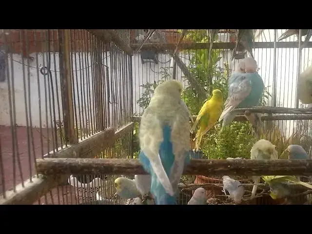 'Video thumbnail for Caring for Your Budgie Essential Sounds Every Owner Should Know! 💚'