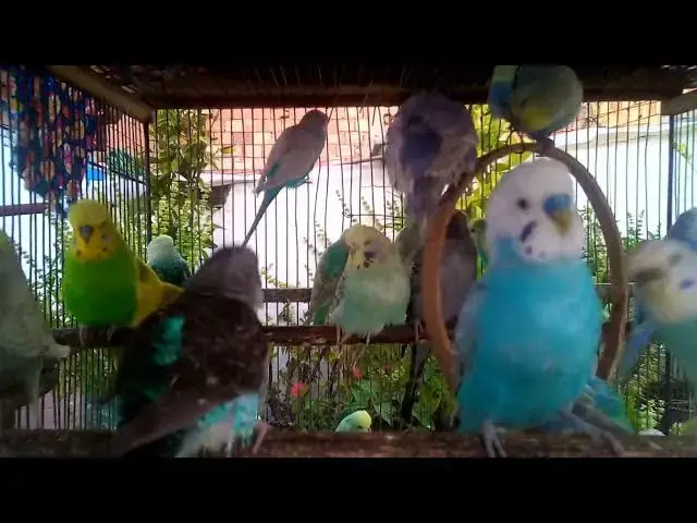 'Video thumbnail for 12  🌈 From Hobby to High Income The Budgie Color Revolution 🦜💵✨'