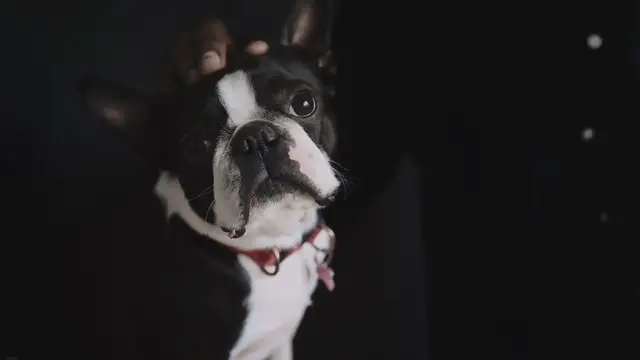 'Video thumbnail for The Popularity of French Bulldogs: A Fascinating Phenomenon'