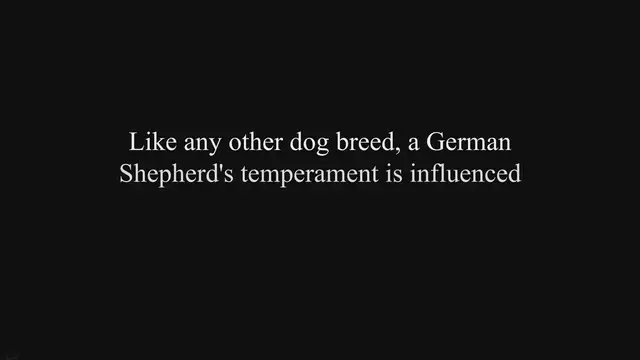 'Video thumbnail for German Shepherds: Debunking the Aggression Myth'