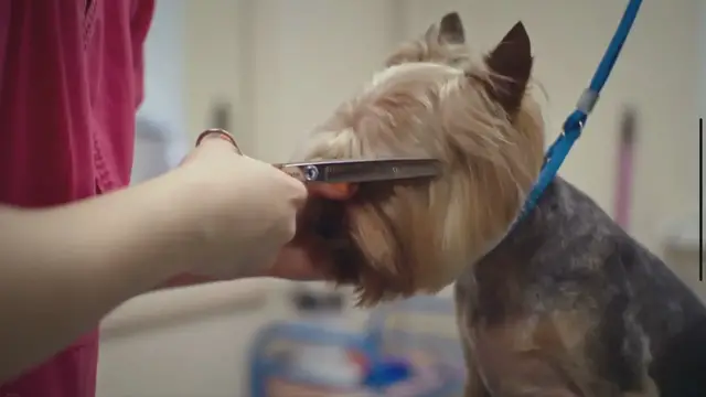 'Video thumbnail for Unveiling the Truth: How Much Does a Dog Groomer Really Make?'