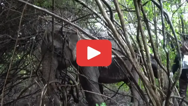 'Video thumbnail for A Giant in Pain—The Elephant Whose Wound Found Healing Hands'