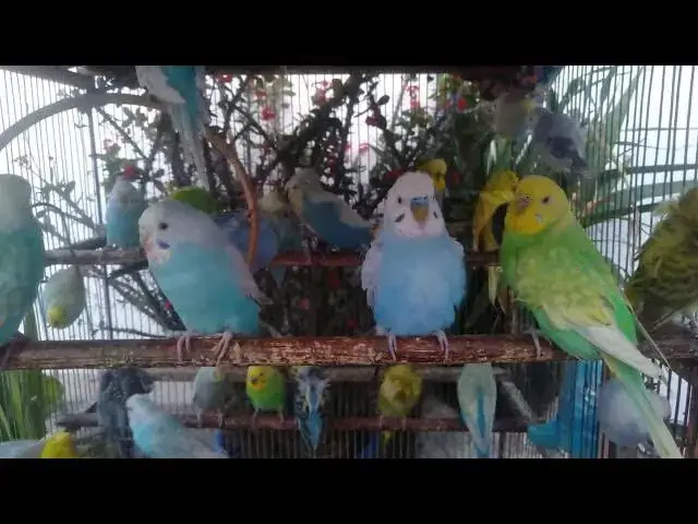 'Video thumbnail for 🎵 1 minutes of Non Stop Budgie Chirping – Perfect Loop for Relaxation & Focus ⏳ #BirdChirping'