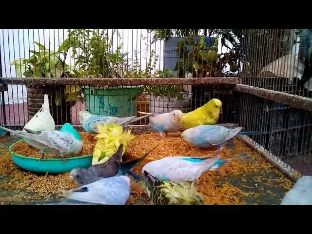 'Video thumbnail for Budgie Bonding How to Build a Strong Relationship with Your Parakeet 🥰'